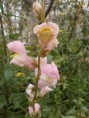 /album/fiori1/p3073343-2-jpg1/